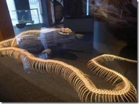 Bangkok Snake Farm, en orm har manga revben