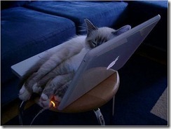 katt_dator