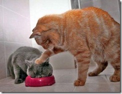 katter_tvingas