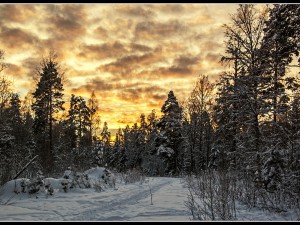Guldbelagt natur – Foto Bengt Grundvik